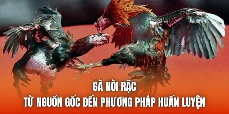 Gà Nòi Rặc - Từ Nguồn Gốc Đến Phương Pháp Huấn Luyện