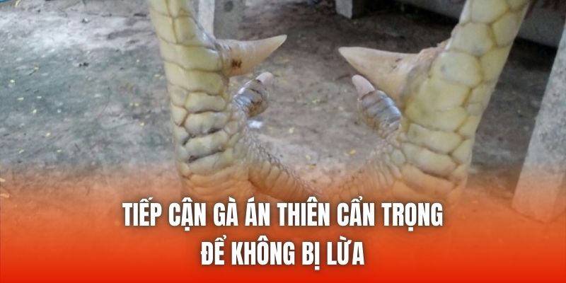 Tiếp cận gà án thiên cẩn trọng để không bị lừa