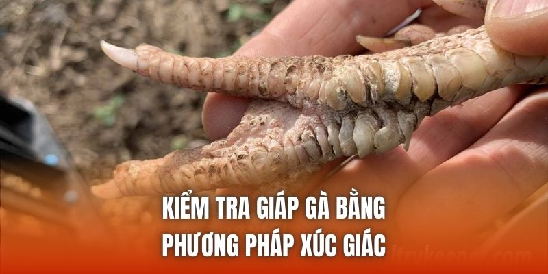 Kiểm tra giáp gà bằng phương pháp xúc giác