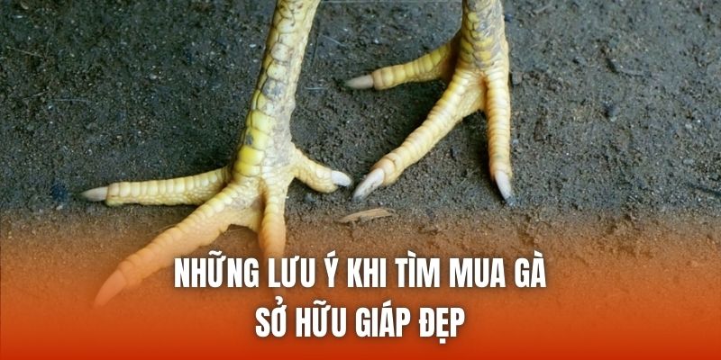 Những lưu ý khi tìm mua gà sở hữu giáp đẹp