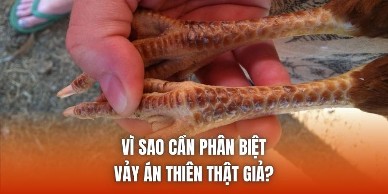 Vì sao cần phân biệt vảy án thiên thật giả?